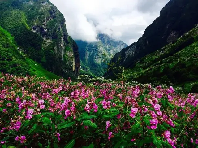 Valley of Flowers and Nanda Devi park 